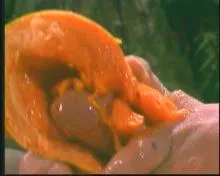 Screenshot 1 from All American Beauties