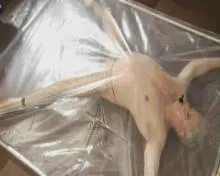 Screenshot 10 from Vivian Schmitt - Der Männerstrich (QUT)